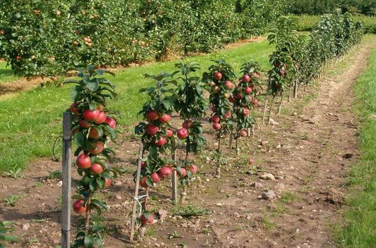 Лучшие сорта саженцев яблонь: посадка и уход