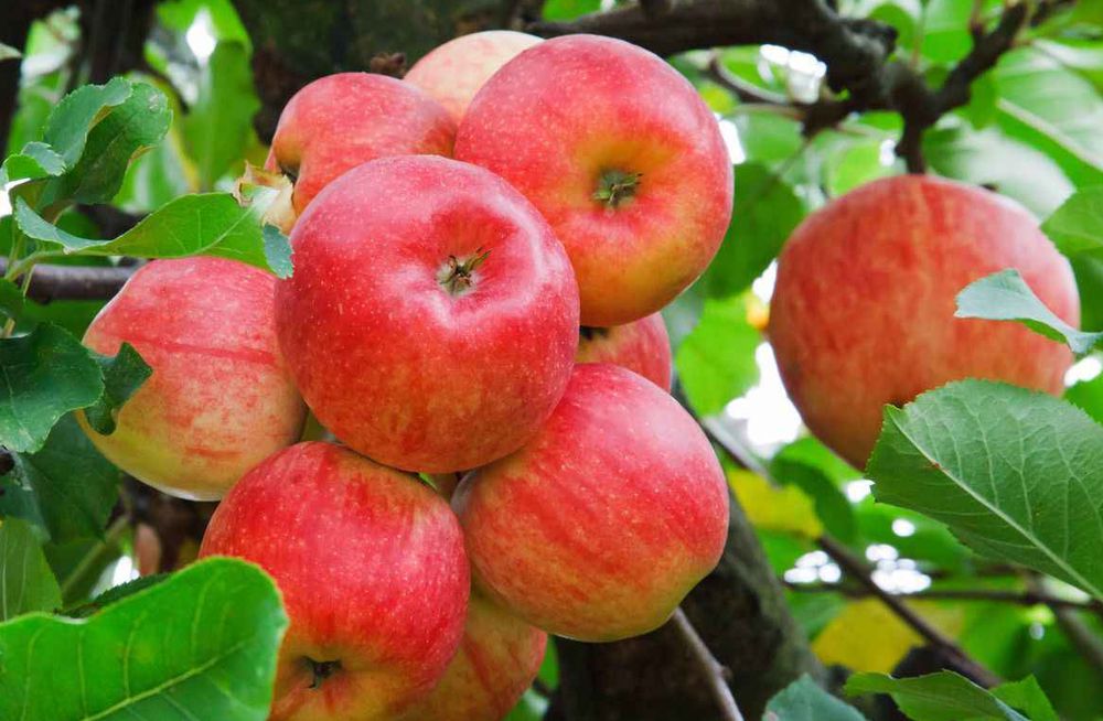 Лучшие сорта саженцев яблонь: посадка и уход