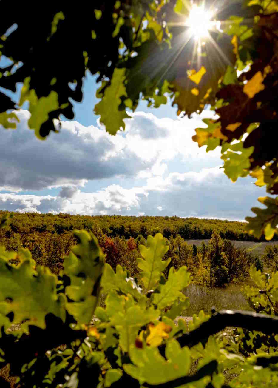 Участок N91:04:016001:239