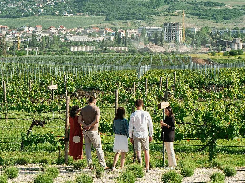 Введение новой лимитированной коллекции премиальных вин