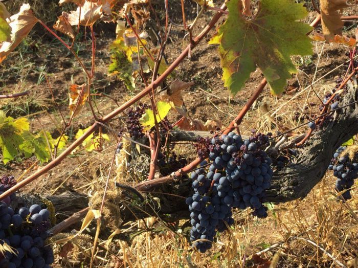 От лозы до прилавков: как в Севастополе собирают урожай винограда?
