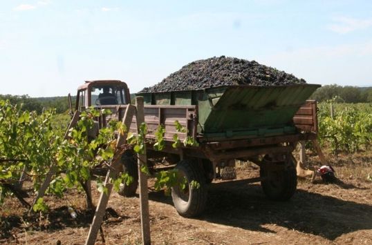 Попыткой рейдерского захвата виноградников "Артвина" заитересовались федеральные СМИ